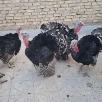 بوقلمون نر و ماده|حیوانات مزرعه|مهریز, |دیوار