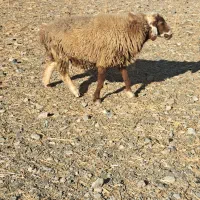 گوسفند قوچ و بره نر|حیوانات مزرعه|بندرعباس, |دیوار