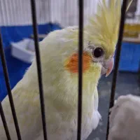 جوجه عروس هلندی دوماهه