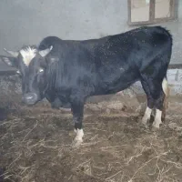 گوساله نر