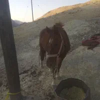 اسب نر اصیل|اسب و تجهیزات اسبسواری|مارگون, |دیوار