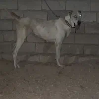 سگ ماده|سگ|پیشخور, |دیوار