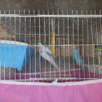 مرغ عشق|پرنده|یاسوج, |دیوار