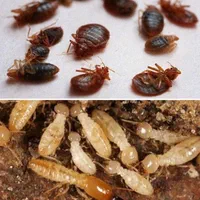 سمپاشی ساس سوسک موش موریانه کنه کک با ضمانت|خدمات نظافت|مشهد, امام رضا (ع)|دیوار