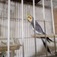 عروس سیامون نربالغ سه عدد|پرنده|تربت‌حیدریه, حسنی بالا|دیوار