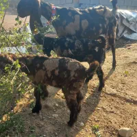 بزعطیقه رنگ کم یاب