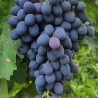 انگور نهال در نهالستان انگور درختچه گل درخت