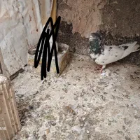 گمشده|حیوانات|نسیم‌شهر, |دیوار