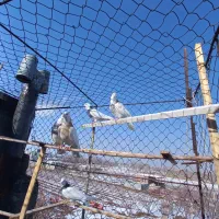 طوقی|پرنده|بهار, |دیوار