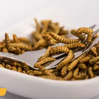 میلورم زنده و خشک فقط عمده سوپر ورم مگس سرباز