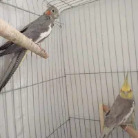 یک جفت عروس هلند سالم نر ماده|پرنده|شبستر, |دیوار