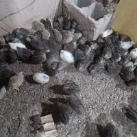 بلدرچین بالغ و جوجه بلدرچین|حیوانات مزرعه|مشهد, کلاکوب|دیوار