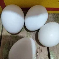 تخم مرغ ارگانیک درشت