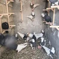 کبوتر|پرنده|فولادشهر, فولادشهر|دیوار