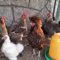 تعدادی مرغ تخمی وخروس محلی ونژاد دار