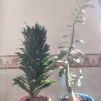 فروش گل