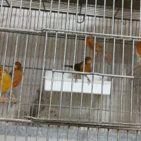 قناری نروماده