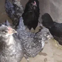 مرغ و خروس  گلین