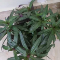 گل طبیعی پر و زیبا|گل و گیاه طبیعی|شیروان (خراسان), |دیوار