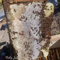 فروش عسل کوهستان سهند|خوردنی و آشامیدنی|امامزاده عبدالله, |دیوار