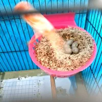 جفت قناری موزاییکی اورجینال باتخم|پرنده|تهران, جوادیه تهرانپارس|دیوار