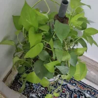 یک باب منزل مسکونی سرفاریاب مرکزی|اجارهٔ خانه و ویلا|سرفاریاب, |دیوار