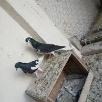 کبوتر|پرنده|خرمشهر, |دیوار