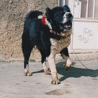 سگ و توله قدرجونی