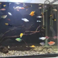 ماهی زینتی|ماهی|لاهیجان, آهندان|دیوار