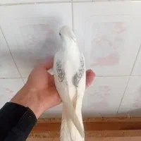 عروس هلندی دوکت البینو  نر