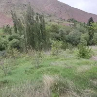 زمین-باغی-زراعی