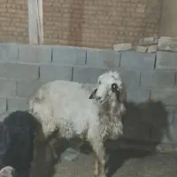 سلام بره هم داشت هم قصابی|حیوانات مزرعه|کوار, |دیوار