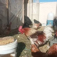 فروش خروس لوهمن