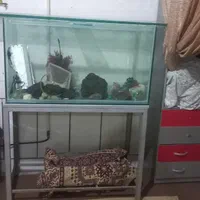 اکواریوم