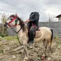 مادیان هفت ماه آبستن