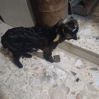 بیگ دانه ماده