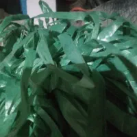 بذر کوار