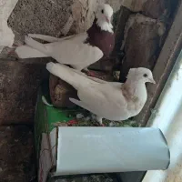 کفتر