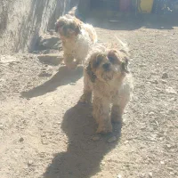 شیتزو تریر|سگ|ارومیه, |دیوار