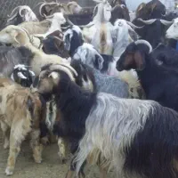 بز و بزغاله داشتی