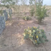 باغ پسته|فروش دفتر صنعتی، کشاورزی، تجاری|کویرات, |دیوار