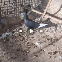 قارا سیاه ماده رسمی