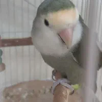 پرنده طوطی برزیلی ماده