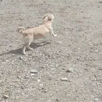 سگ پا کوتاه نژاد جک راسل تریر قیمت براش فروش ۸تومن