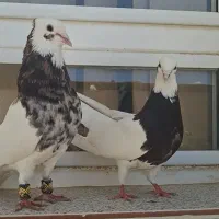 نروماده طوقی بشرط