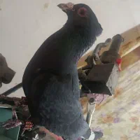 زاغ کاکل|پرنده|زهک, |دیوار