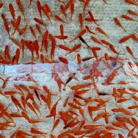 ماهی گلی|ماهی|تربت‌حیدریه, قائم|دیوار