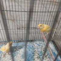 قناری معاوضه با سهره