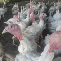 بوقلمون پرورشی