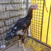 لاری نسل ظمانتی قابل استعلام